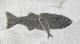 Wide Notogoneus, Mioplosus & Knightia Fossil Fish Plate #28515-2